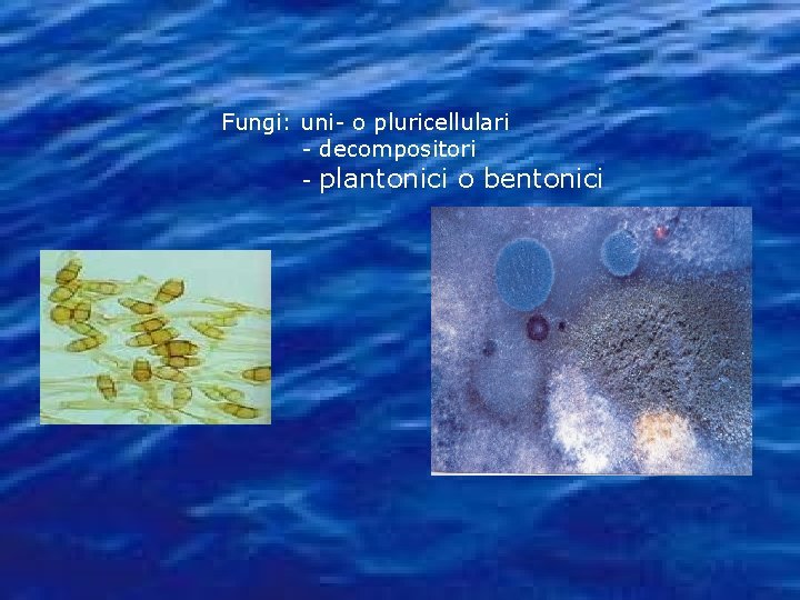 Fungi: uni- o pluricellulari - decompositori - plantonici o bentonici 