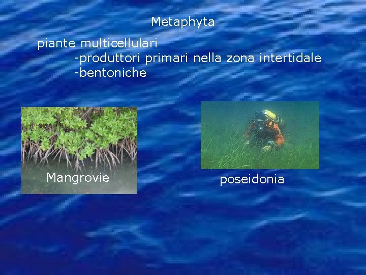 Metaphyta piante multicellulari -produttori primari nella zona intertidale -bentoniche Mangrovie poseidonia 