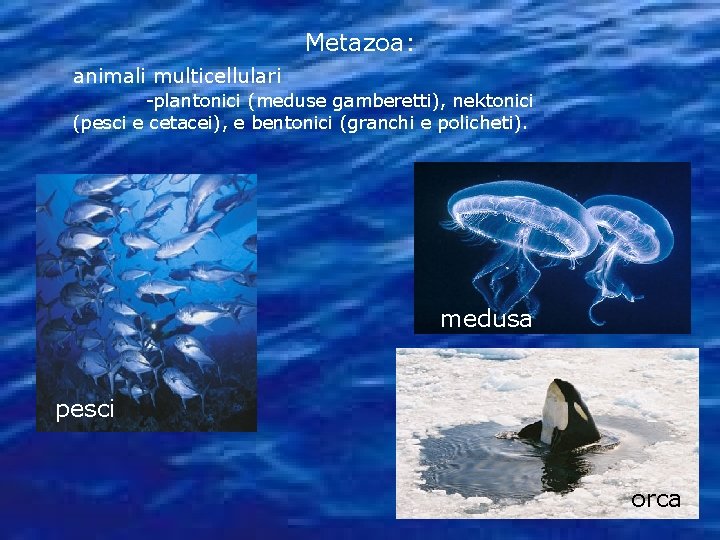 Metazoa: animali multicellulari -plantonici (meduse gamberetti), nektonici (pesci e cetacei), e bentonici (granchi e