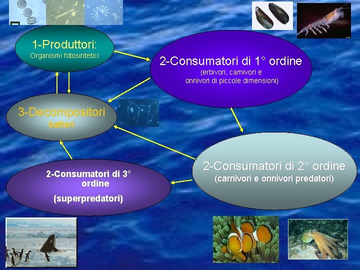 1 -Produttori: Organismi fotosintetici 2 -Consumatori di 1° ordine (erbivori, carnivori e onnivori di