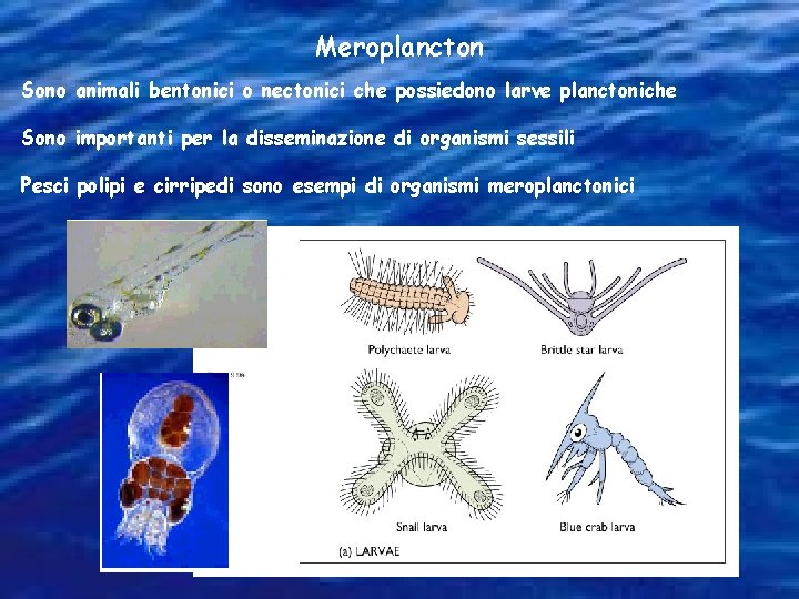 Meroplancton Sono animali bentonici o nectonici che possiedono larve planctoniche Sono importanti per la