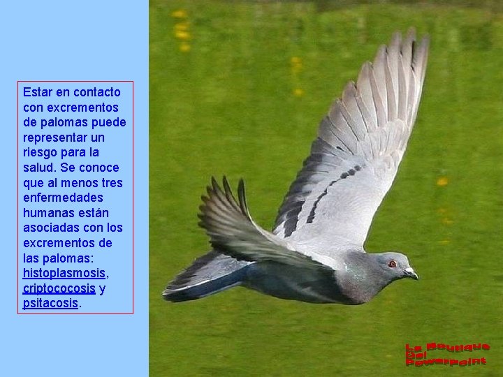 Estar en contacto con excrementos de palomas puede representar un riesgo para la salud.