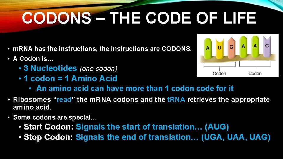 CODONS – THE CODE OF LIFE • m. RNA has the instructions, the instructions CODONS – THE CODE OF LIFE • m. RNA has the instructions, the instructions