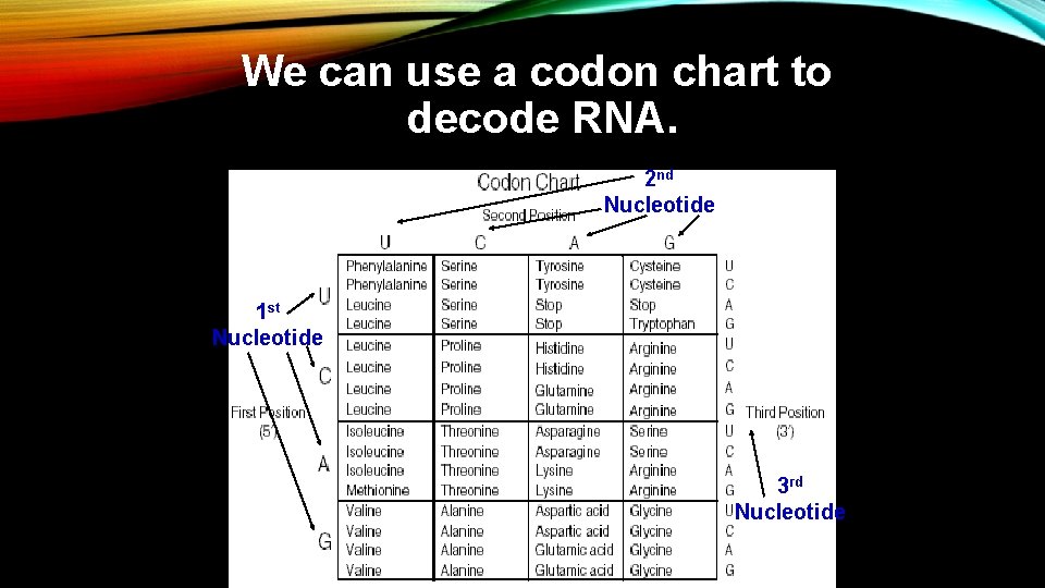 We can use a codon chart to decode RNA. 2 nd Nucleotide 1 st We can use a codon chart to decode RNA. 2 nd Nucleotide 1 st