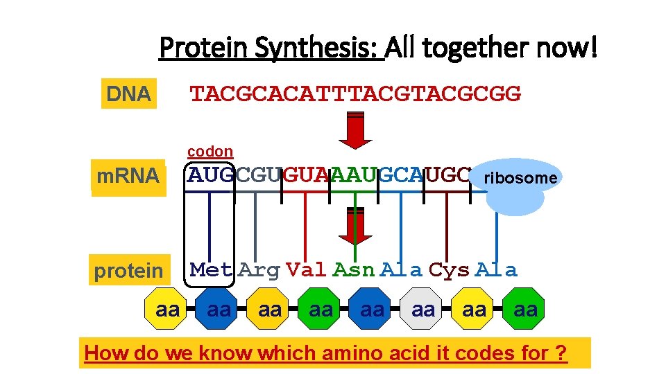 Protein Synthesis: All together now! TACGCACATTTACGCGG DNA codon m. RNA AUGCGUGUAAAUGCGCC ribosome AUGCGUGUAAAUGCGCC ? Protein Synthesis: All together now! TACGCACATTTACGCGG DNA codon m. RNA AUGCGUGUAAAUGCGCC ribosome AUGCGUGUAAAUGCGCC ?