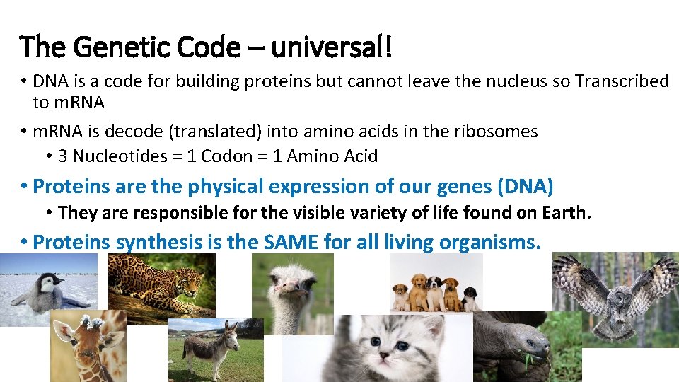 The Genetic Code – universal! • DNA is a code for building proteins but The Genetic Code – universal! • DNA is a code for building proteins but
