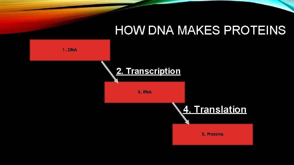 HOW DNA MAKES PROTEINS 1. DNA 2. Transcription 3. RNA 4. Translation 5. Proteins HOW DNA MAKES PROTEINS 1. DNA 2. Transcription 3. RNA 4. Translation 5. Proteins