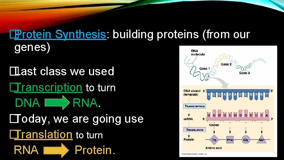 � Protein Synthesis: building proteins (from our genes) � Last class we used � � Protein Synthesis: building proteins (from our genes) � Last class we used �