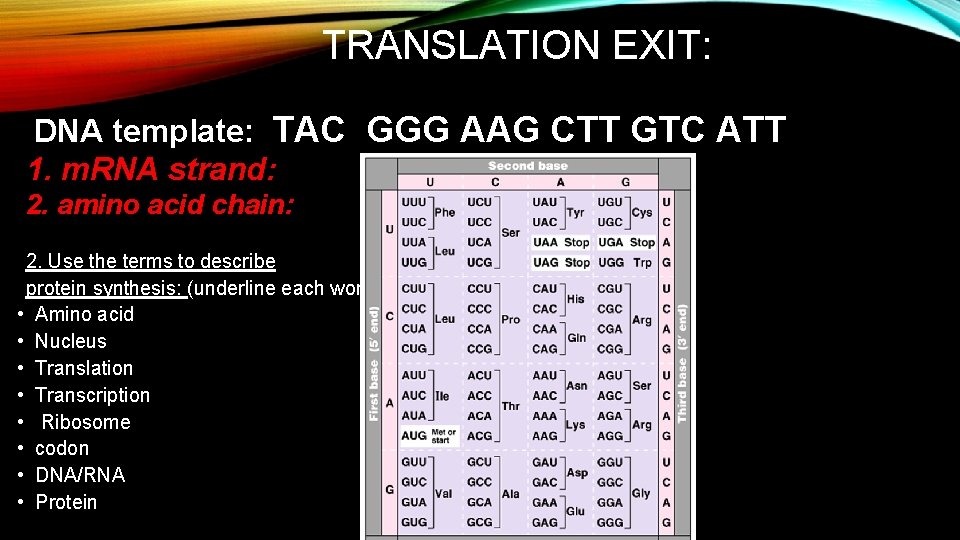 TRANSLATION EXIT: DNA template: TAC GGG AAG CTT GTC ATT 1. m. RNA strand: TRANSLATION EXIT: DNA template: TAC GGG AAG CTT GTC ATT 1. m. RNA strand: