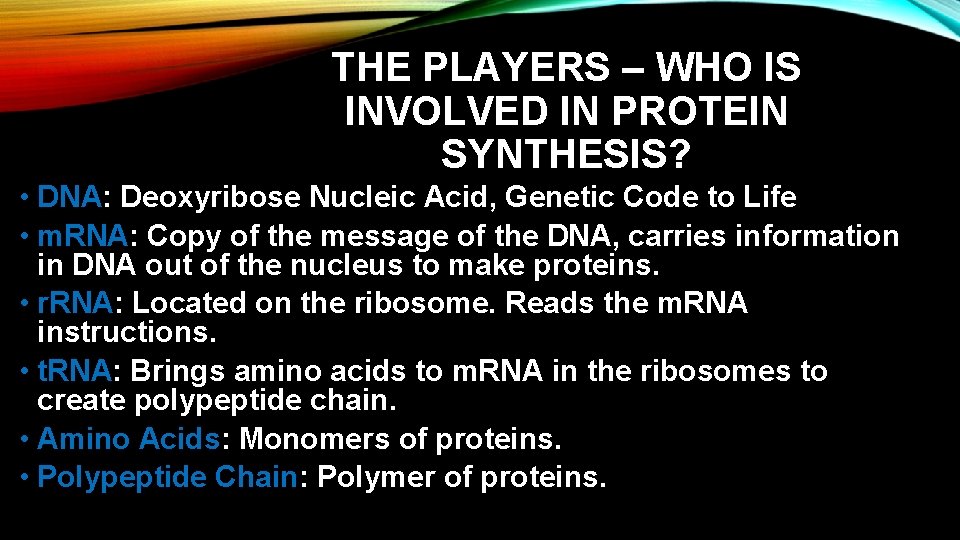 THE PLAYERS – WHO IS INVOLVED IN PROTEIN SYNTHESIS? • DNA: Deoxyribose Nucleic Acid, THE PLAYERS – WHO IS INVOLVED IN PROTEIN SYNTHESIS? • DNA: Deoxyribose Nucleic Acid,