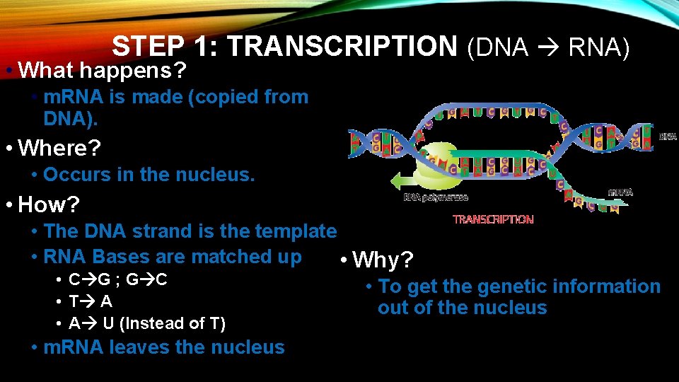 STEP 1: TRANSCRIPTION (DNA RNA) • What happens? • m. RNA is made (copied STEP 1: TRANSCRIPTION (DNA RNA) • What happens? • m. RNA is made (copied