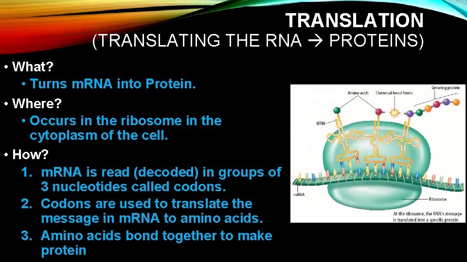 TRANSLATION (TRANSLATING THE RNA PROTEINS) • What? • Turns m. RNA into Protein. • TRANSLATION (TRANSLATING THE RNA PROTEINS) • What? • Turns m. RNA into Protein. •