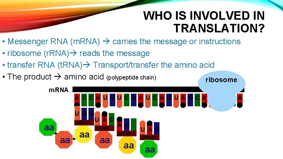 WHO IS INVOLVED IN TRANSLATION? • Messenger RNA (m. RNA) carries the message or WHO IS INVOLVED IN TRANSLATION? • Messenger RNA (m. RNA) carries the message or