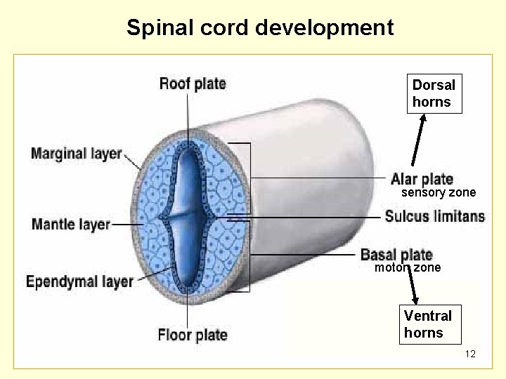 Spinal cord development Dorsal horns sensory zone motor zone Ventral horns 12 