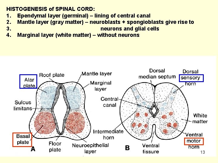 HISTOGENESIS of SPINAL CORD: 1. Ependymal layer (germinal) – lining of central canal 2.