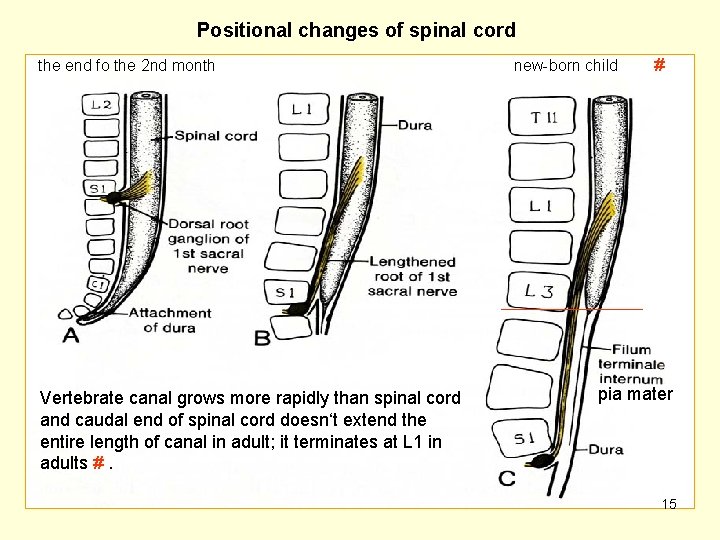 Positional changes of spinal cord the end fo the 2 nd month Vertebrate canal