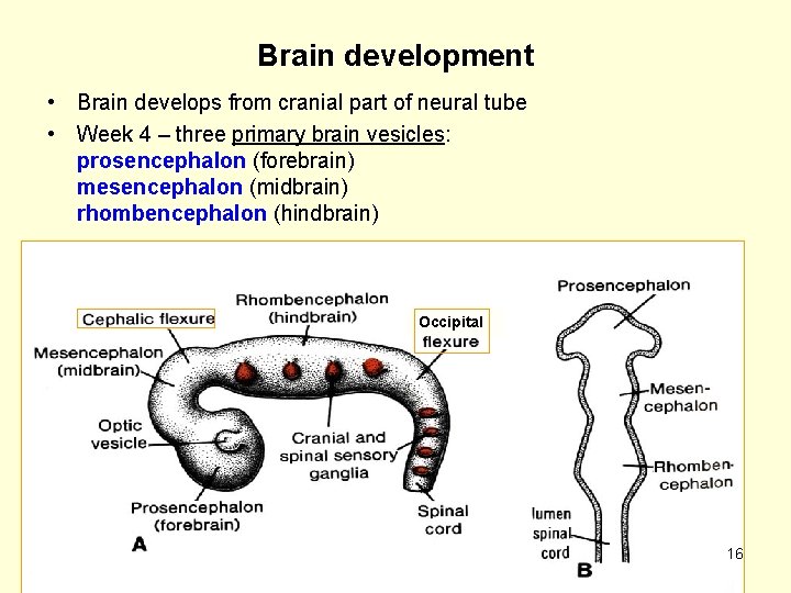 Brain development • Brain develops from cranial part of neural tube • Week 4