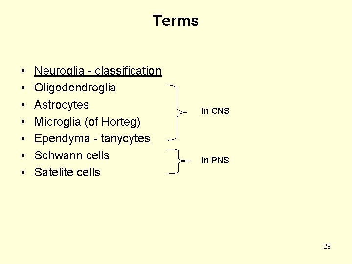 Terms • • Neuroglia - classification Oligodendroglia Astrocytes Microglia (of Horteg) Ependyma - tanycytes