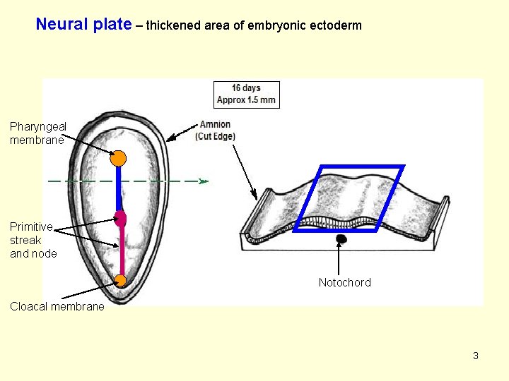 Neural plate – thickened area of embryonic ectoderm Pharyngeal membrane Primitive streak and node