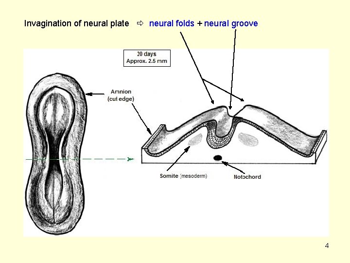 Invagination of neural plate neural folds + neural groove 4 