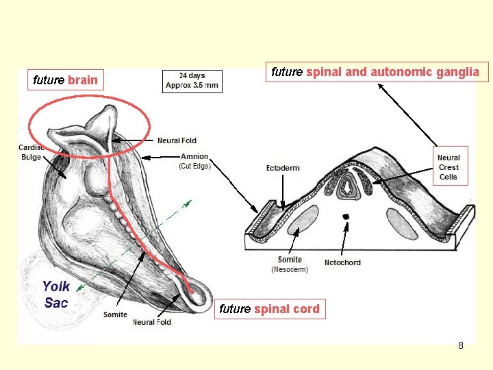 future brain future spinal and autonomic ganglia future spinal cord 8 