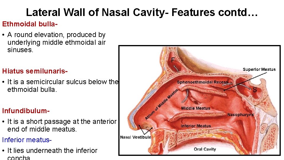 Lateral Wall of Nasal Cavity- Features contd… Ethmoidal bulla • A round elevation, produced