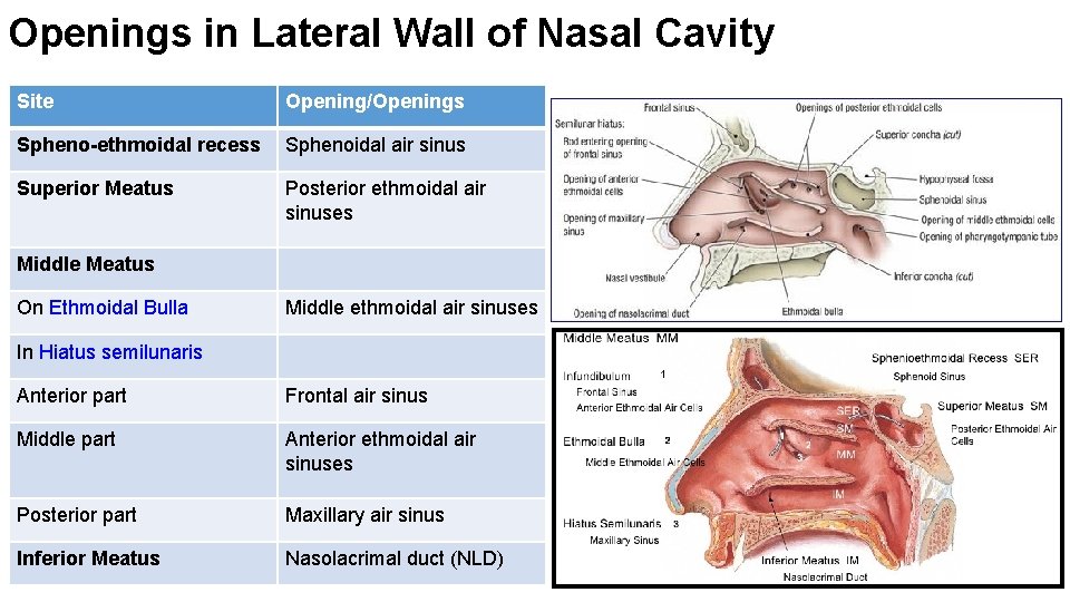 Openings in Lateral Wall of Nasal Cavity Site Opening/Openings Spheno-ethmoidal recess Sphenoidal air sinus