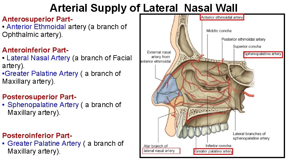 Arterial Supply of Lateral Nasal Wall Anterosuperior Part • Anterior Ethmoidal artery (a branch