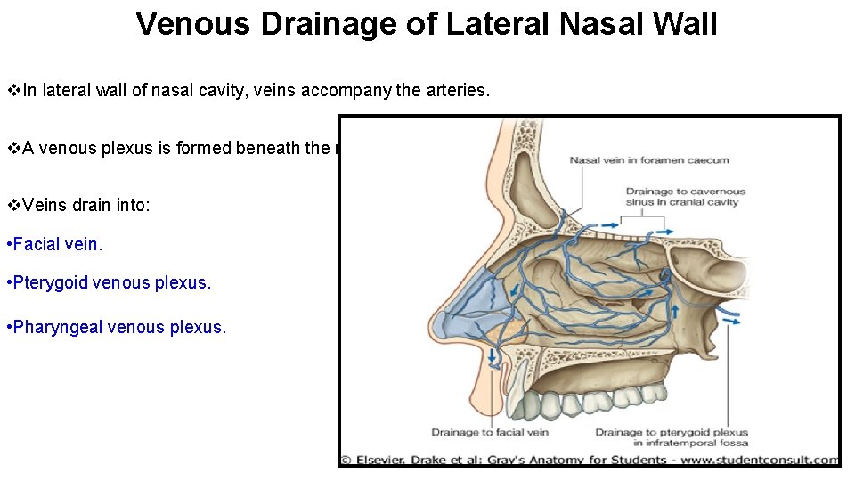 Venous Drainage of Lateral Nasal Wall v. In lateral wall of nasal cavity, veins