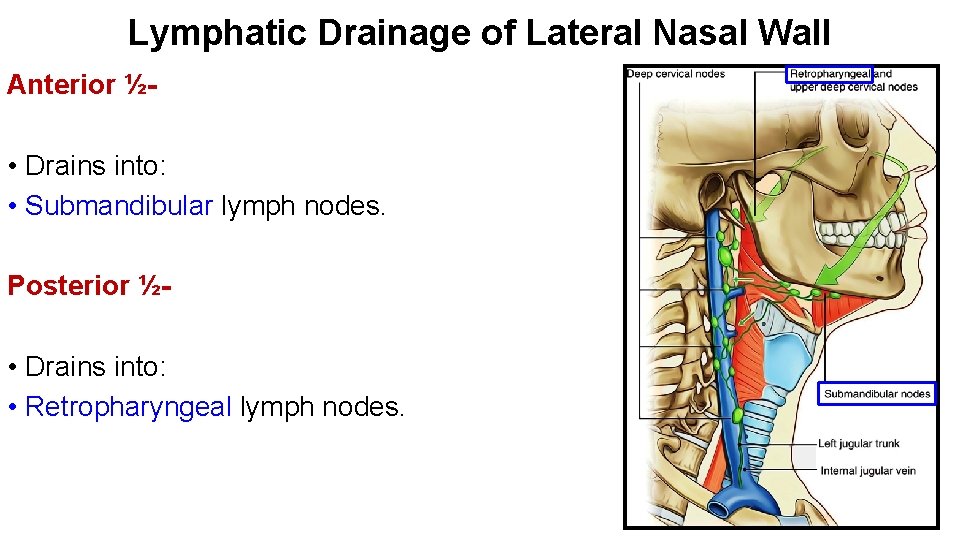 Lymphatic Drainage of Lateral Nasal Wall Anterior ½- • Drains into: • Submandibular lymph