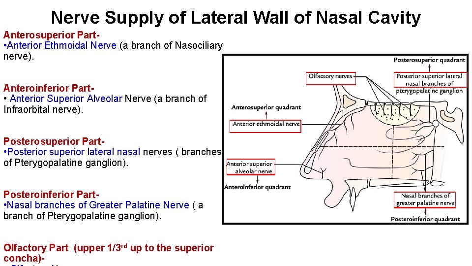 Nerve Supply of Lateral Wall of Nasal Cavity Anterosuperior Part • Anterior Ethmoidal Nerve
