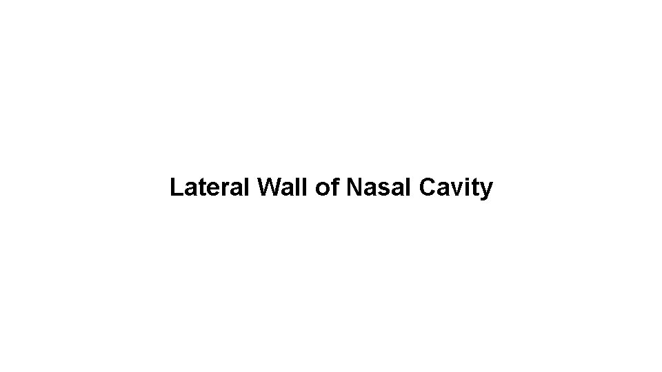 Lateral Wall of Nasal Cavity 