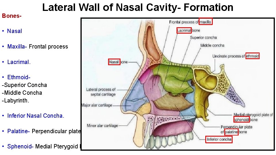 Bones- Lateral Wall of Nasal Cavity- Formation • Nasal • Maxilla- Frontal process •