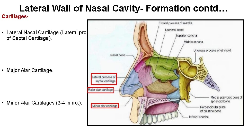 Lateral Wall of Nasal Cavity- Formation contd… Cartilages- • Lateral Nasal Cartilage (Lateral process