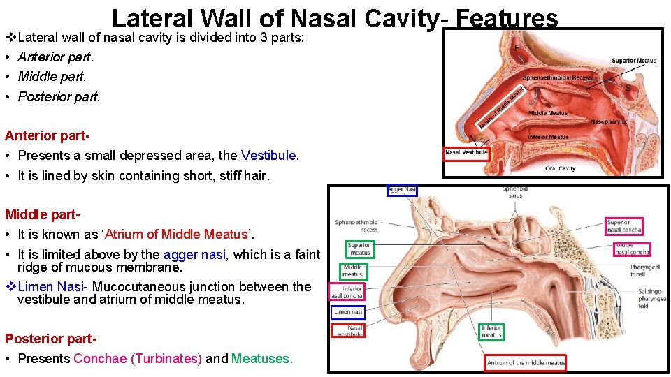 Lateral Wall of Nasal Cavity- Features v Lateral wall of nasal cavity is divided