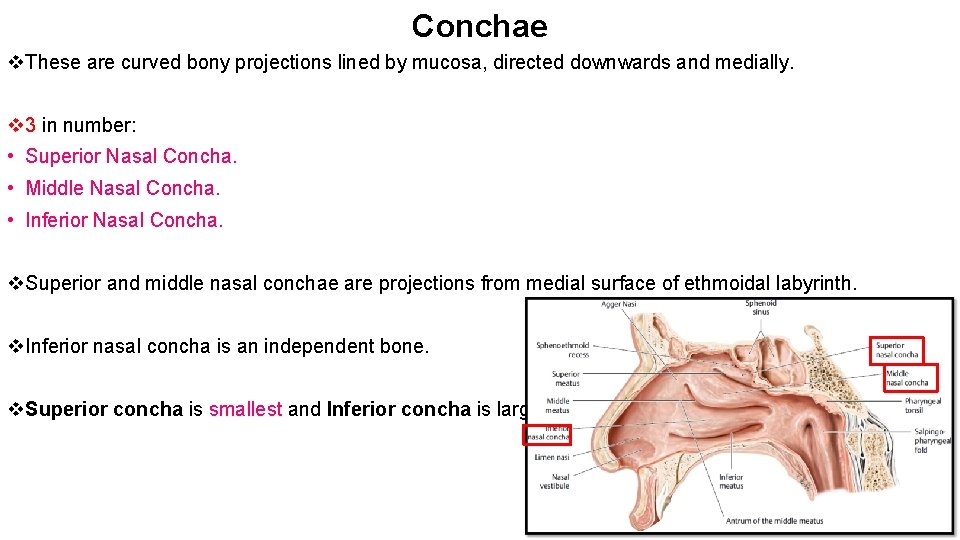 Conchae v. These are curved bony projections lined by mucosa, directed downwards and medially.