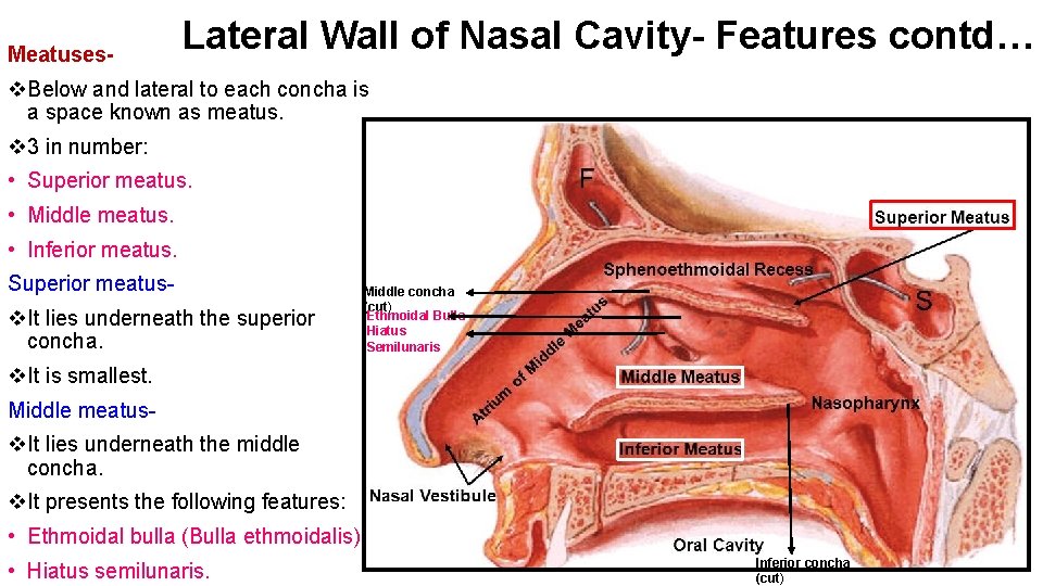 Meatuses- Lateral Wall of Nasal Cavity- Features contd… v. Below and lateral to each