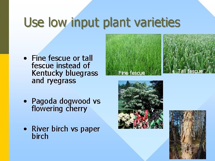 Use low input plant varieties • Fine fescue or tall fescue instead of Kentucky