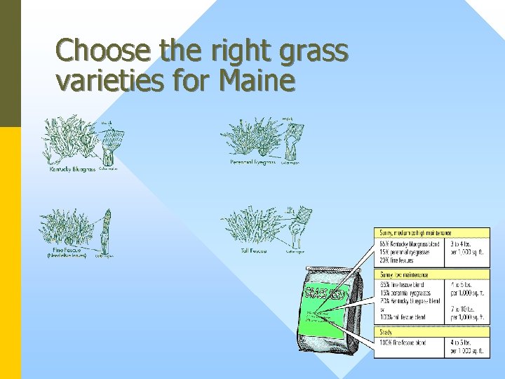 Choose the right grass varieties for Maine 