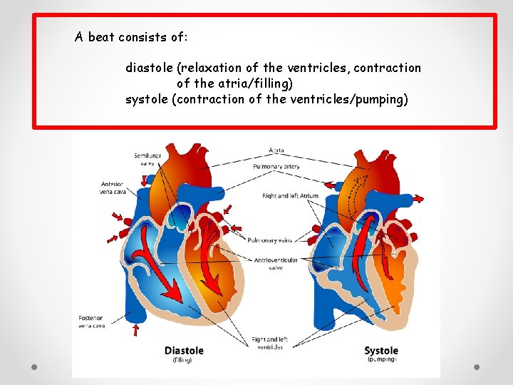 A beat consists of: diastole (relaxation of the ventricles, contraction of the atria/filling) systole