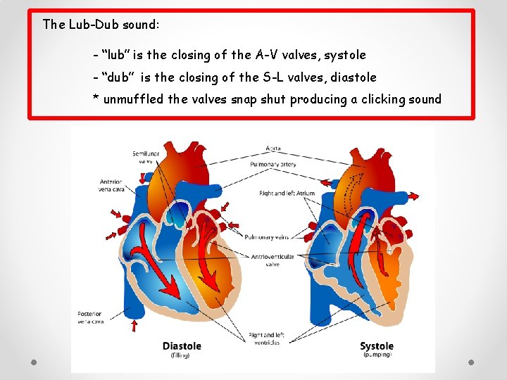The Lub-Dub sound: - “lub” is the closing of the A-V valves, systole -