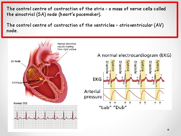 The control centre of contraction of the atria - a mass of nerve cells