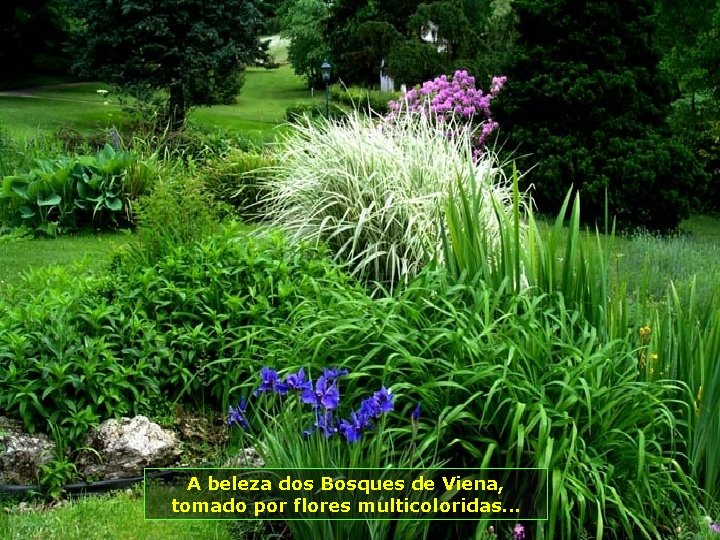 A beleza dos Bosques de Viena, tomado por flores multicoloridas. . . 