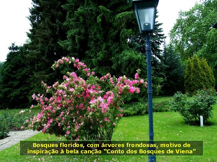 Bosques floridos, com árvores frondosas, motivo de inspiração à bela canção “Conto dos Bosques