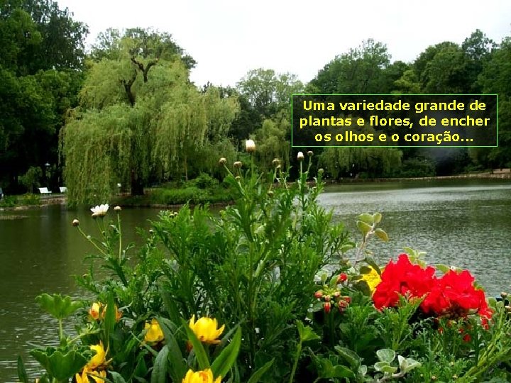 Uma variedade grande de plantas e flores, de encher os olhos e o coração.