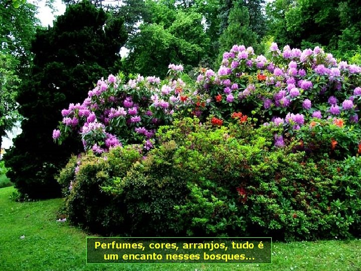 Perfumes, cores, arranjos, tudo é um encanto nesses bosques. . . 