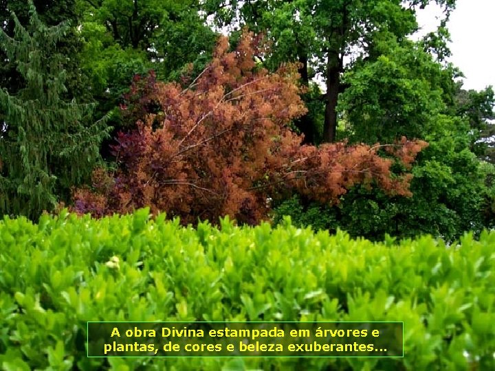 A obra Divina estampada em árvores e plantas, de cores e beleza exuberantes. .