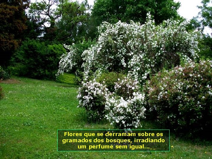 Flores que se derramam sobre os gramados bosques, irradiando um perfume sem igual. .