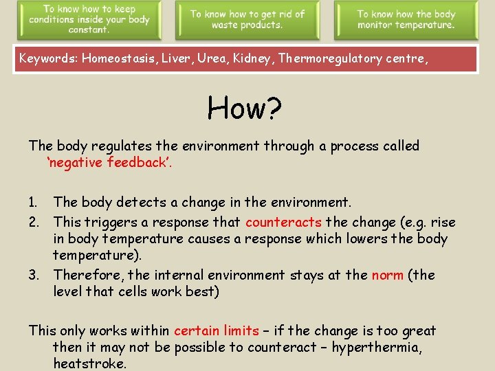 Keywords: Homeostasis, Liver, Urea, Kidney, Thermoregulatory centre, How? The body regulates the environment through