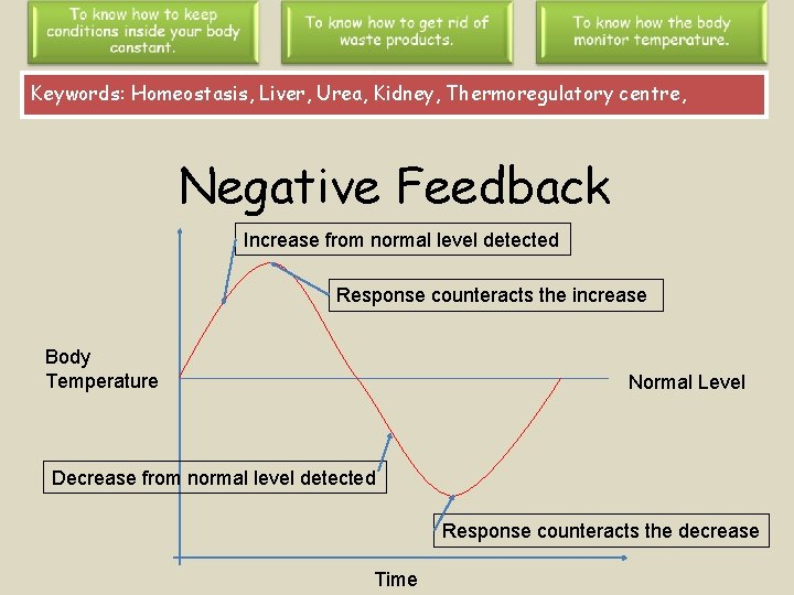 Keywords: Homeostasis, Liver, Urea, Kidney, Thermoregulatory centre, Negative Feedback Increase from normal level detected